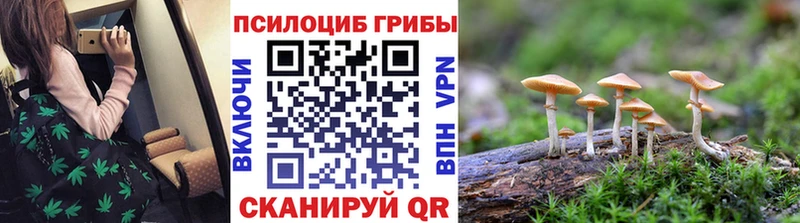 купить   МЕГА ссылки  Псилоцибиновые грибы Psilocybine cubensis  Шилка 